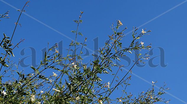 jasmine in the sky Naturaleza Color (Digital)