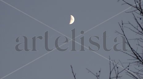 Moonlight