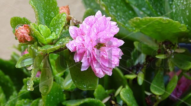 Pink wet flower Naturaleza Color (Digital)