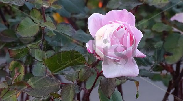 Pink rose Nature Color (Digital)