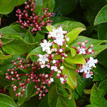 Photos flowers thumbnail 2