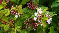 Red and white flower