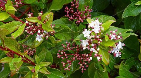 Red and white flower