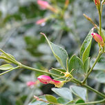 Photos flowers thumbnail 1