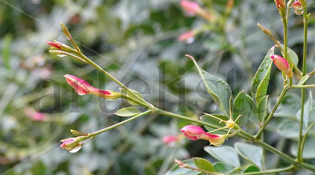 Red jasmine Nature Color (Digital)