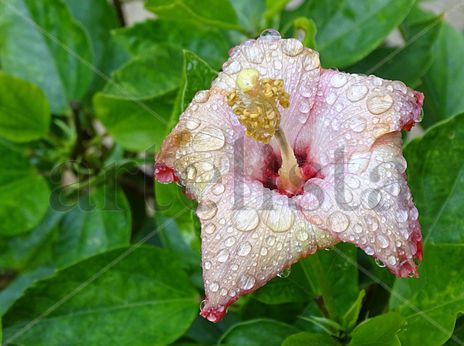 Beautifull flower...