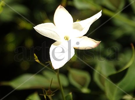 Big jasmine 41x55