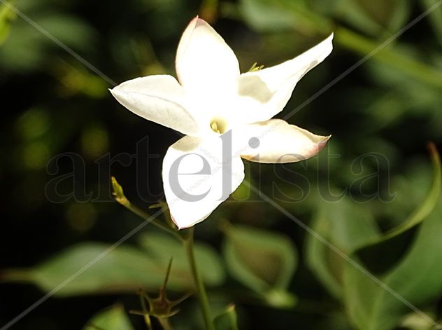 Big jasmine 41x55