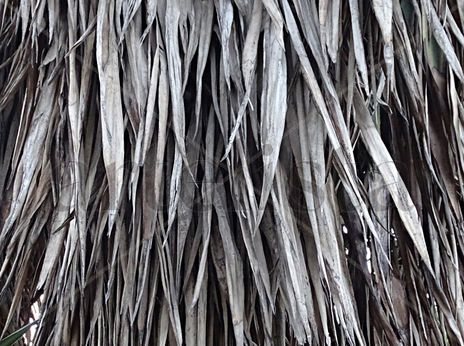 Gray leaves 41x55
