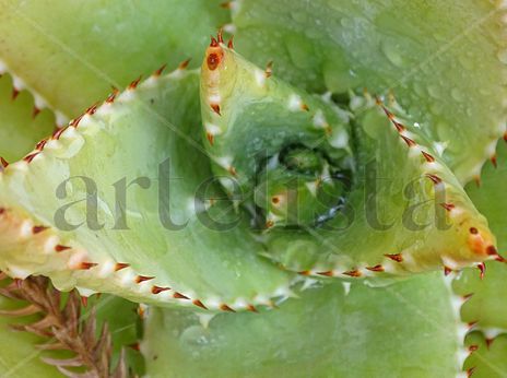 Green Aloe Vera 41x55