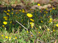 Yellow flowers 41x55