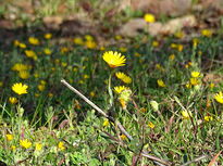 Yellow flowers 41x55