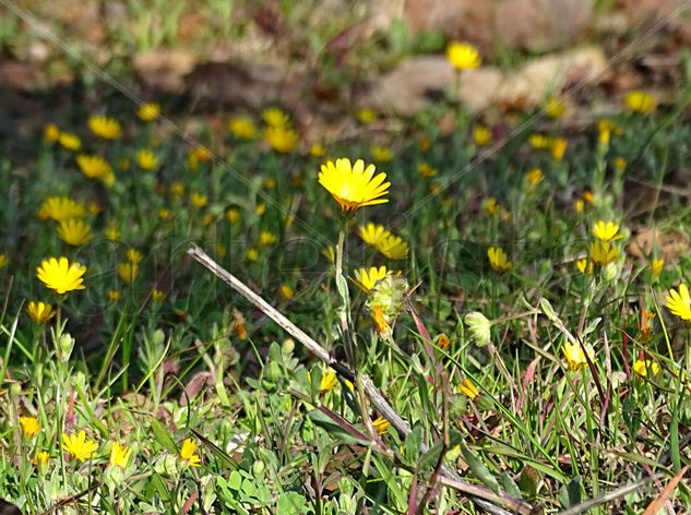 Yellow flowers 41x55 Naturaleza Color (Digital)