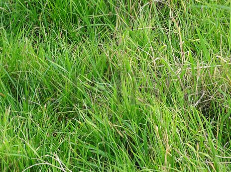 Green grass 41x55