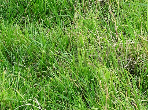Green grass 41x55
