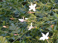 Jasmine flowers 41x55