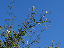 Jasmine in the sky...