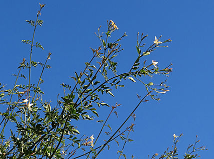 Jasmine in the sky...