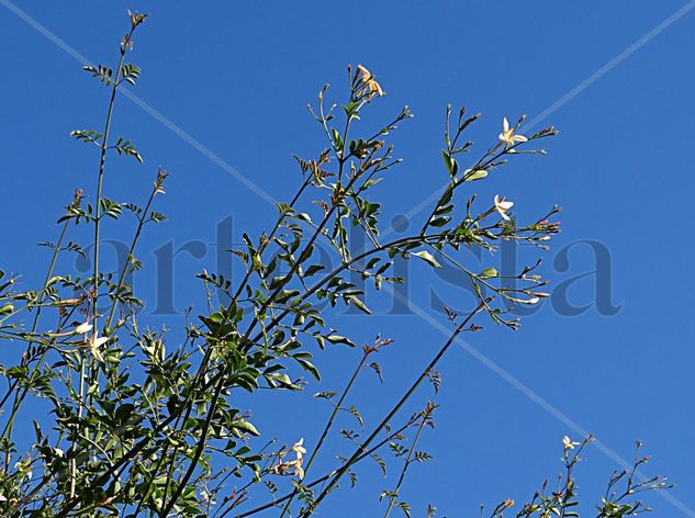 jasmine in the sky 41x55 Naturaleza Color (Digital)