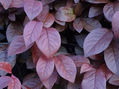 Mysterious leaves 41x55