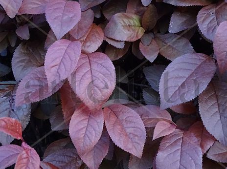 Mysterious leaves...