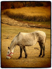 Caballo patagónico