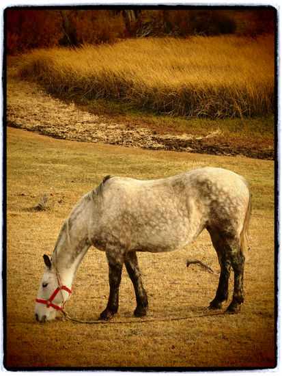 caballo patagónico Naturaleza Color (Digital)