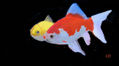 Peces de colores