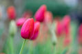 Tulipanes