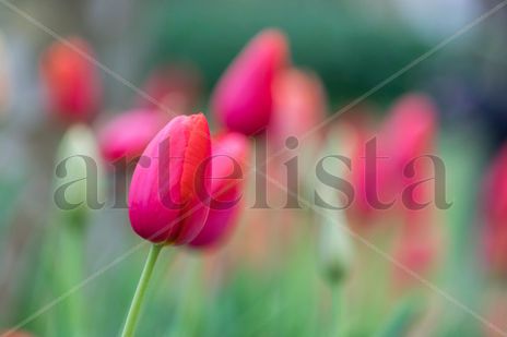 Tulipanes