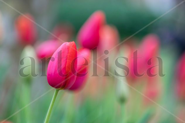 Tulipanes