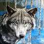 Wolf in blue