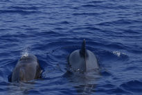 Dolphins