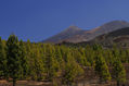 Teide