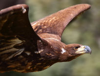 Aquila