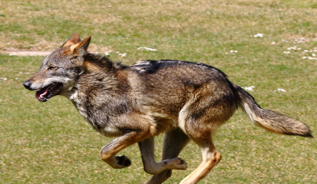 Canis lupus signatus Nature Color (Digital)