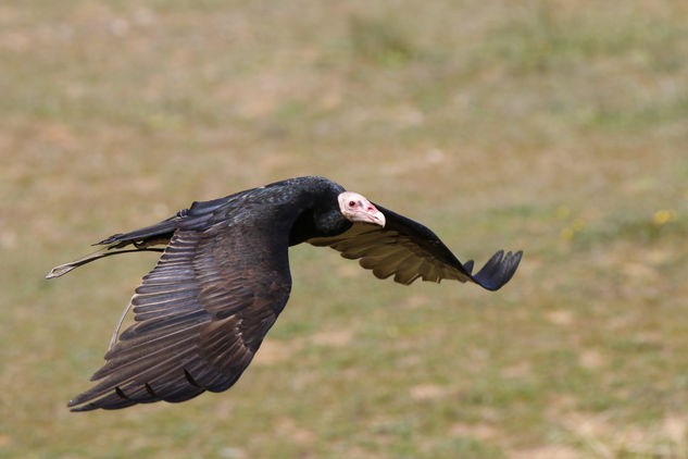 Vulture Naturaleza Color (Digital)