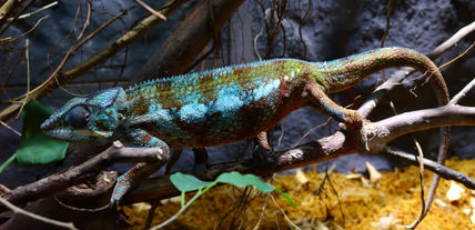 Chameleon