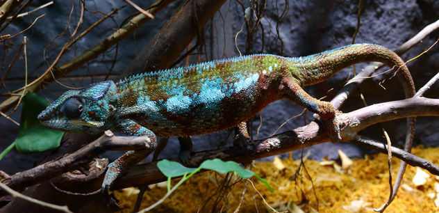 Chameleon