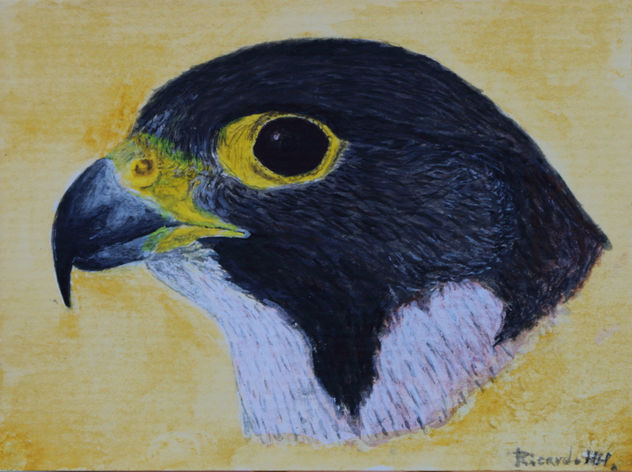 Halcón peregrino nórdico