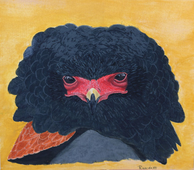 Águila volatinera africana