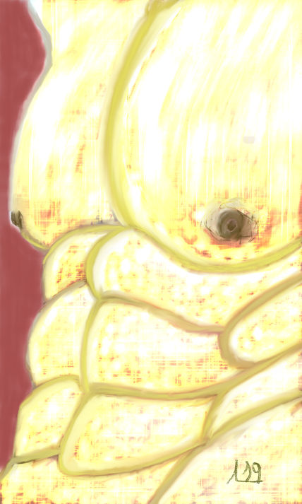 Abdomen