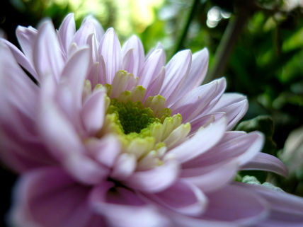 Flor Abierta
