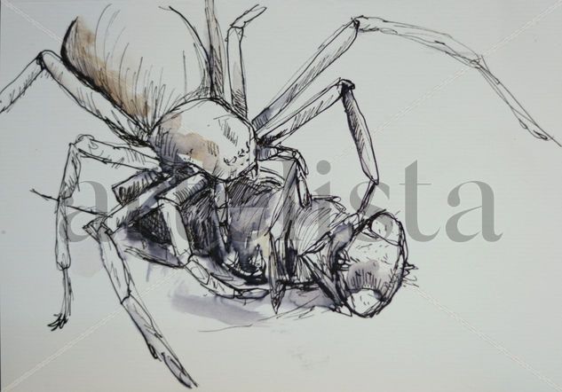 Araña 001 Tinta Papel Animales