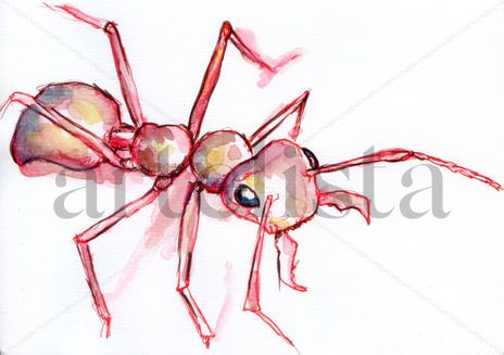 Hormiga 002