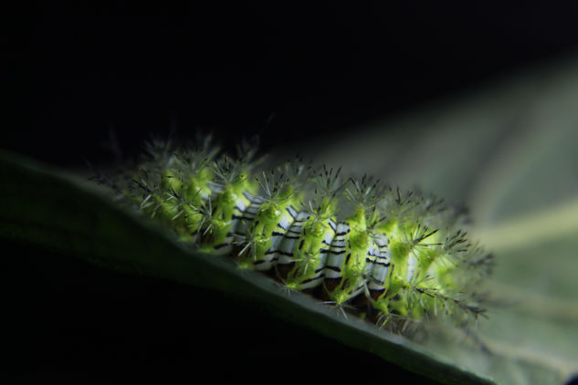 Caterpillar on Leaf Nature Color (Digital)