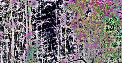 EB67-Night Forest