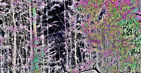 EB67-Night Forest