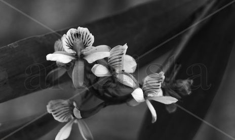 #BlackAndWhite