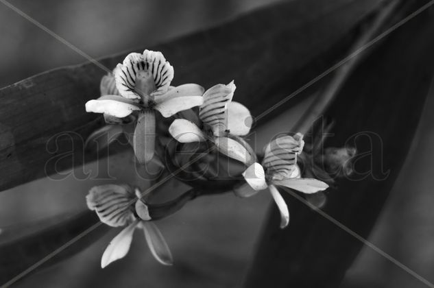 Orquídeas Nature Black and White (Digital)